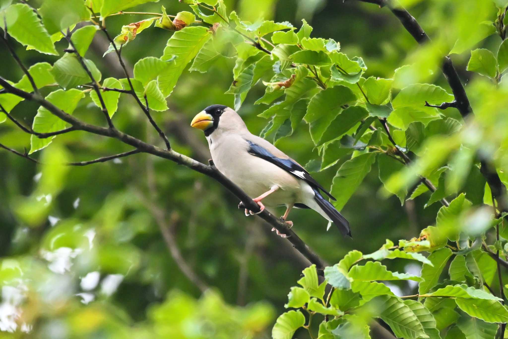 Photo of Japanese Grosbeak at キョロロの森 by Yokai