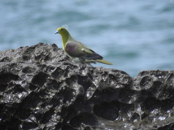 2023年5月27日(土) 大磯照ヶ崎海岸の野鳥観察記録