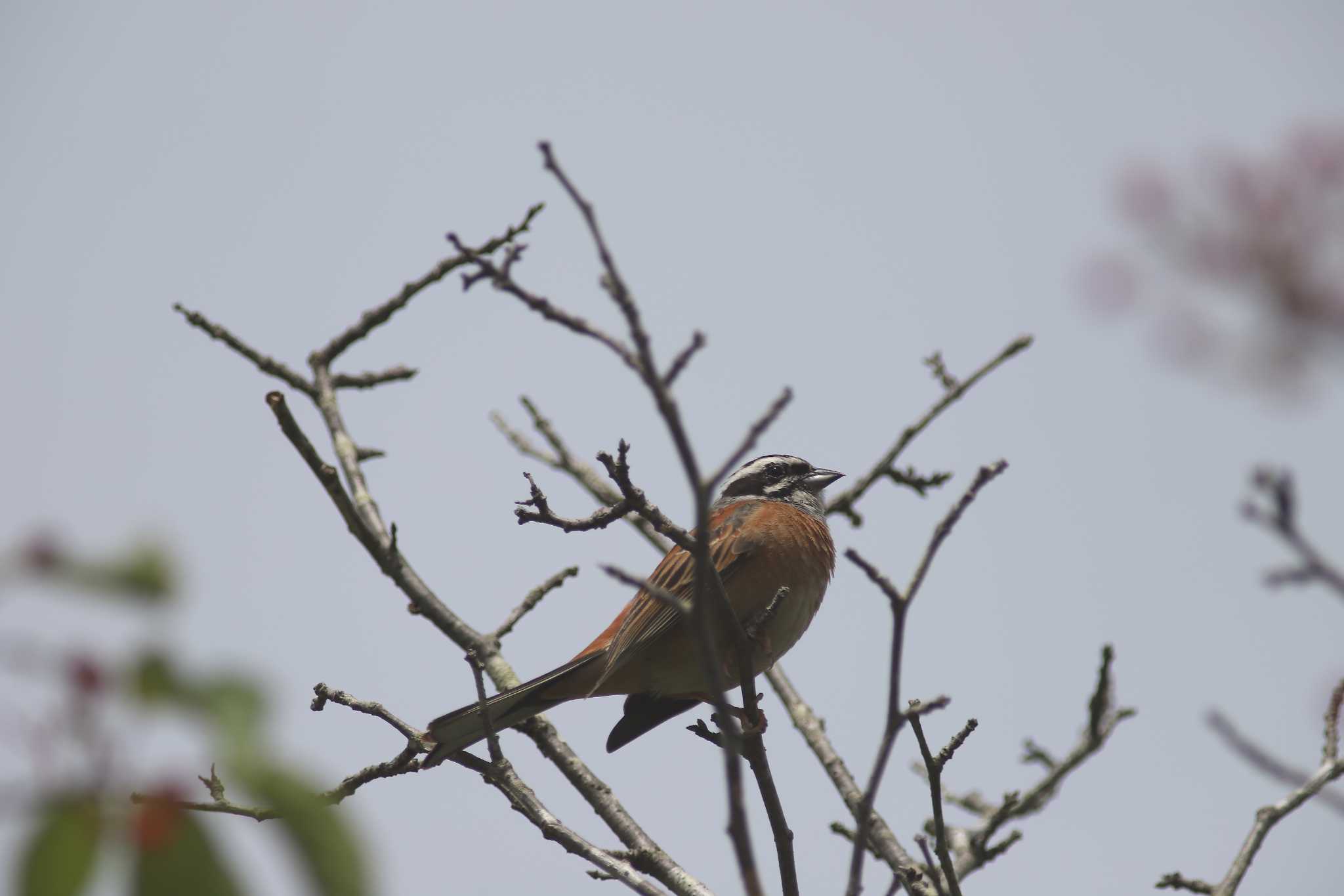 Photo of Meadow Bunting at Arima Fuji Park by アカウント13008