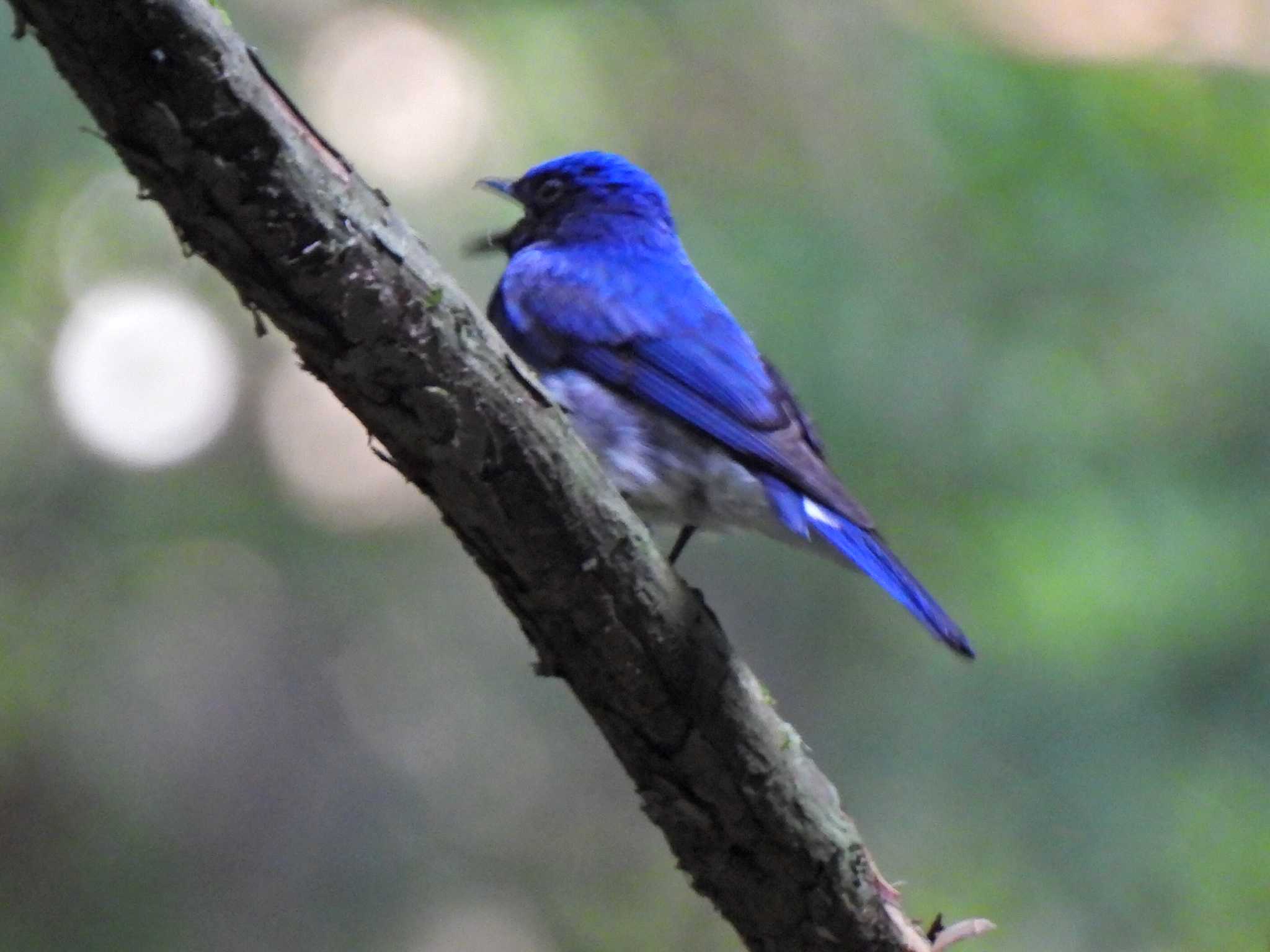 Photo of Blue-and-white Flycatcher at 日本ラインうぬまの森 by 寅次郎