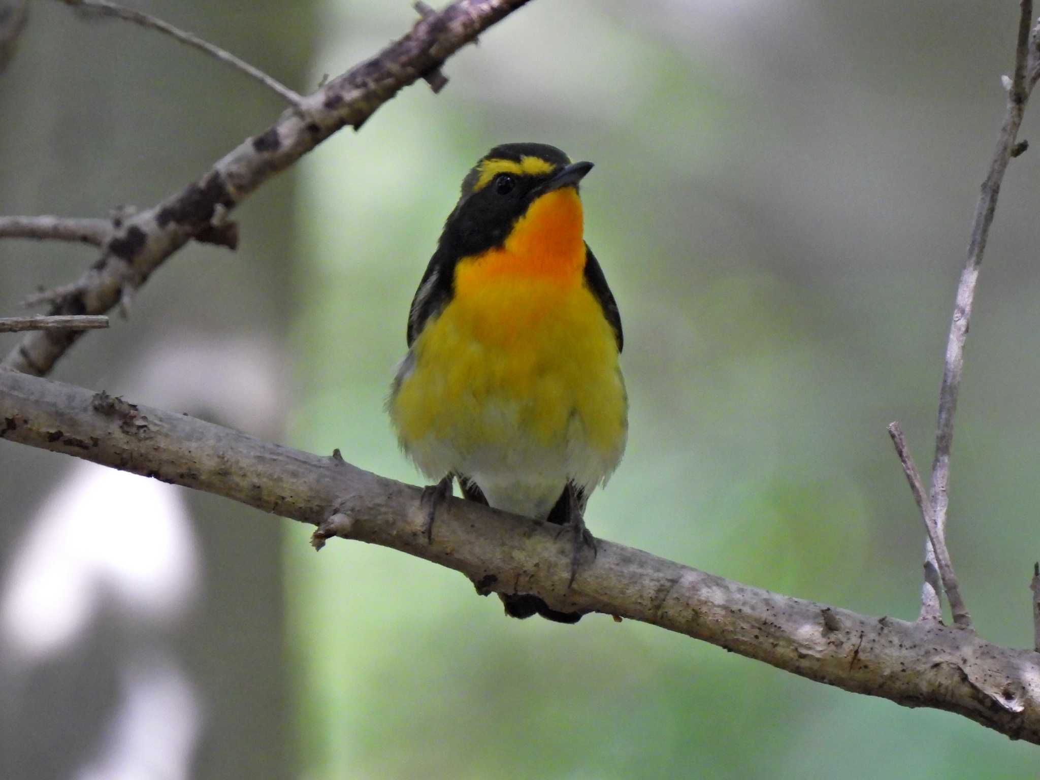 Photo of Narcissus Flycatcher at 日本ラインうぬまの森 by 寅次郎