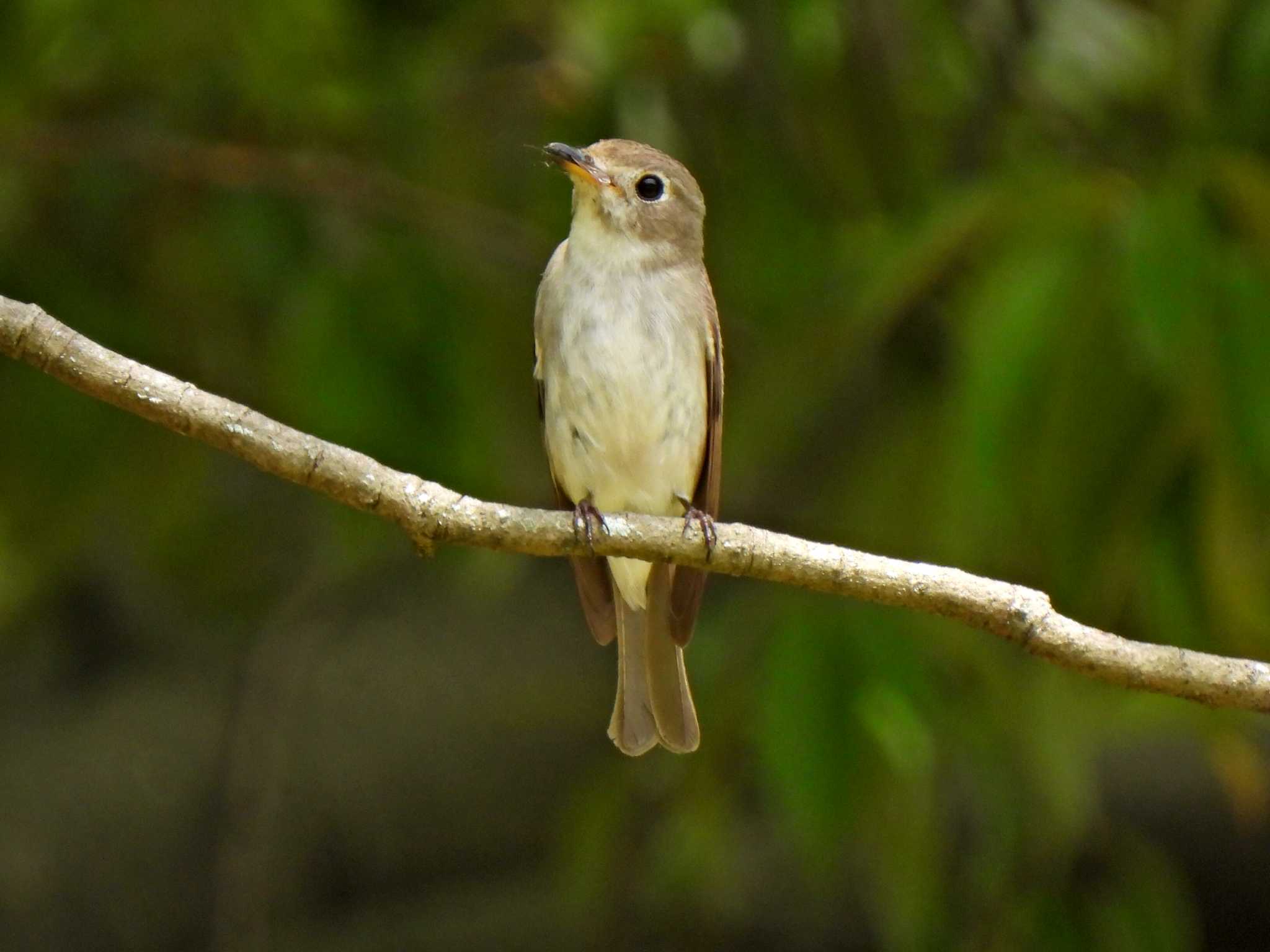 Photo of Asian Brown Flycatcher at 日本ラインうぬまの森 by 寅次郎
