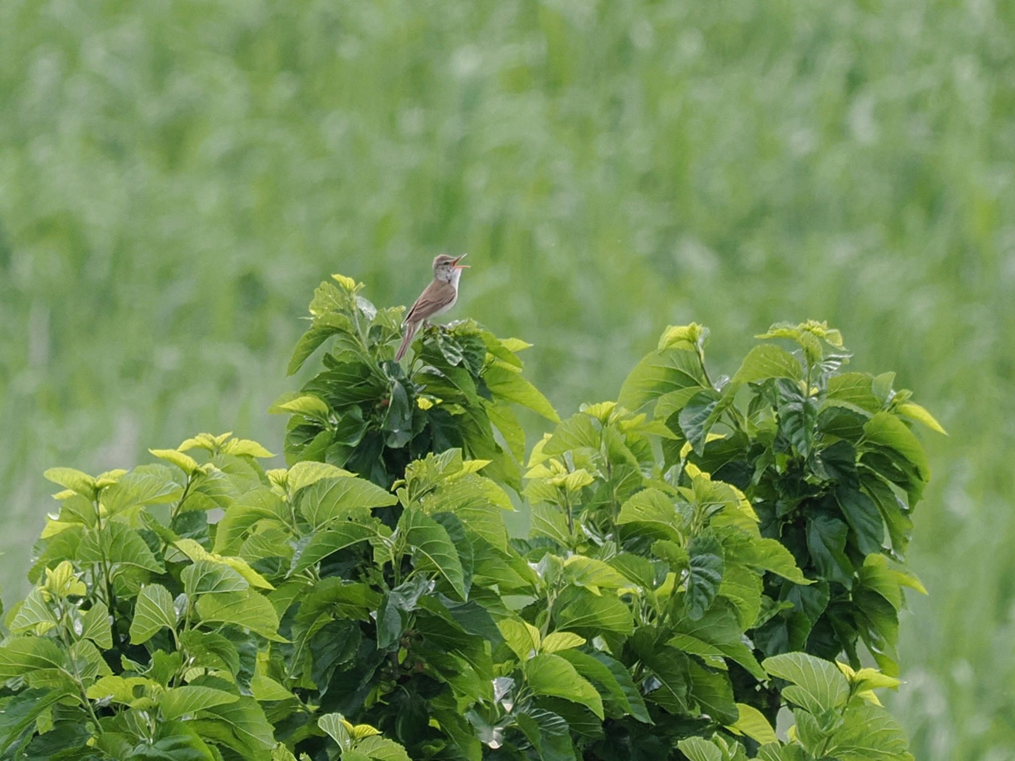 Photo of Oriental Reed Warbler at Watarase Yusuichi (Wetland) by クロやん