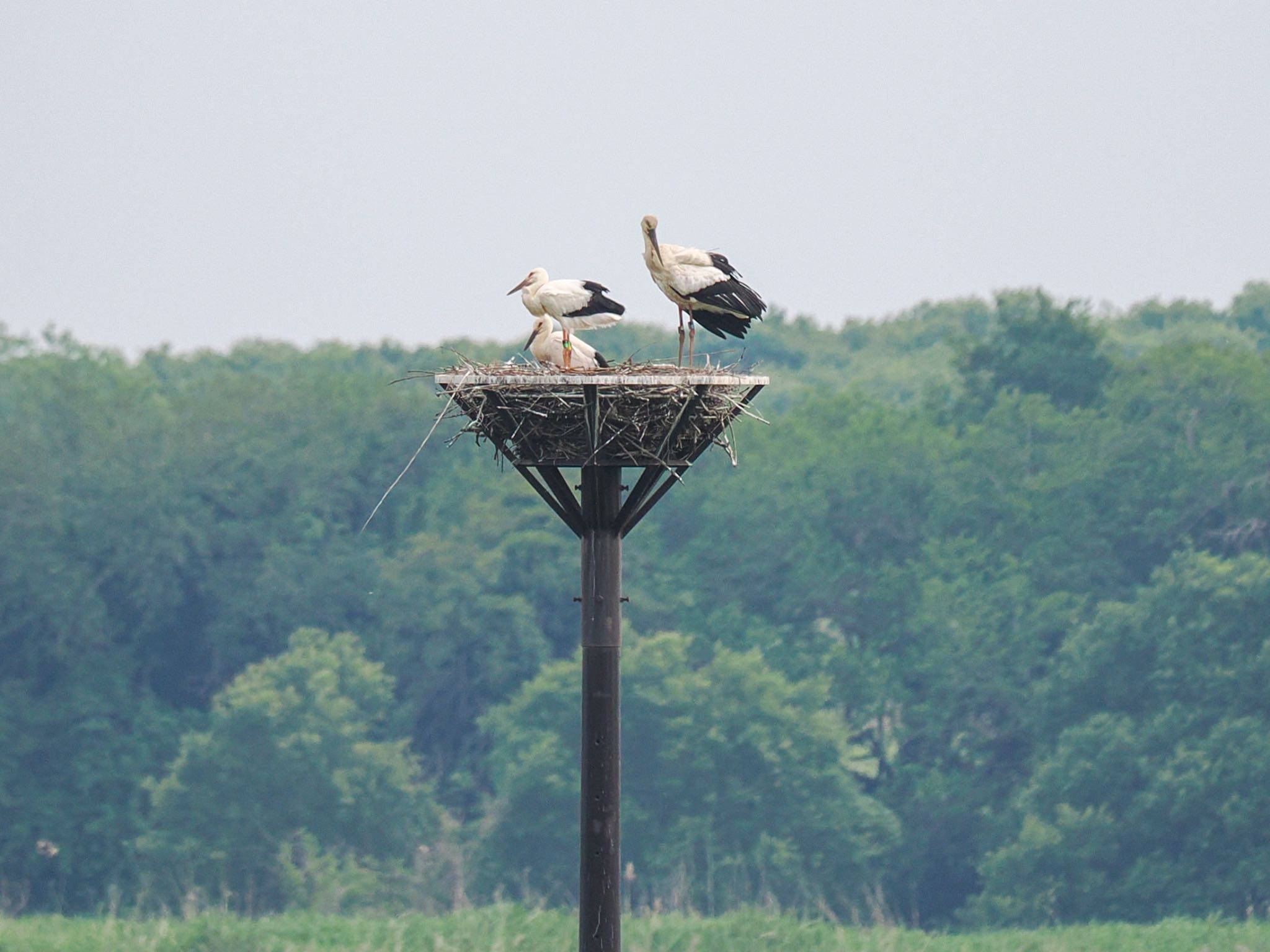 Oriental Stork