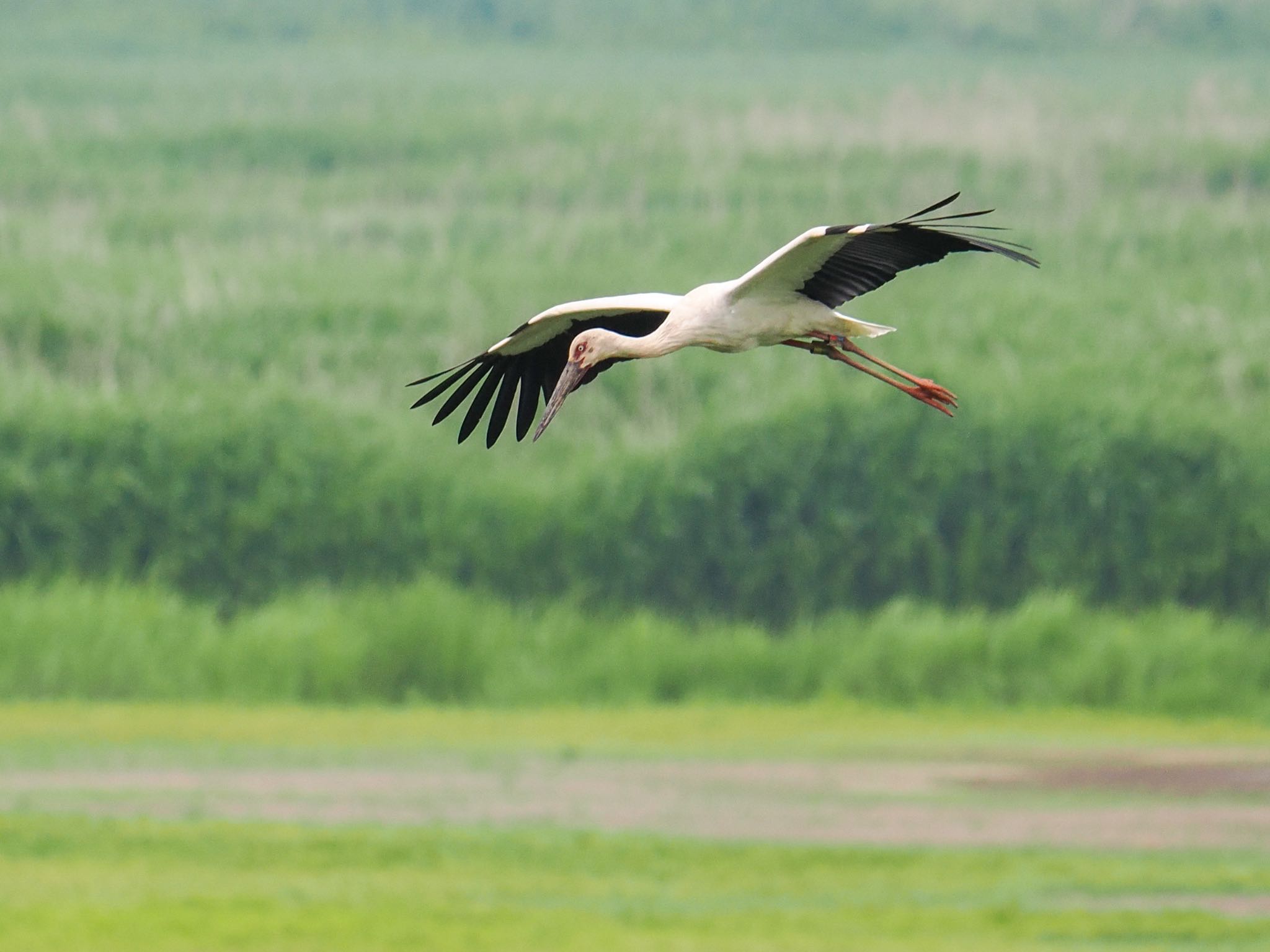 Oriental Stork