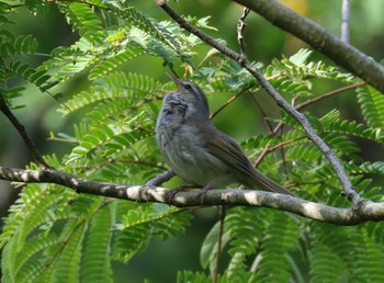 Japanese Bush Warbler 横浜市 Sat, 5/27/2023