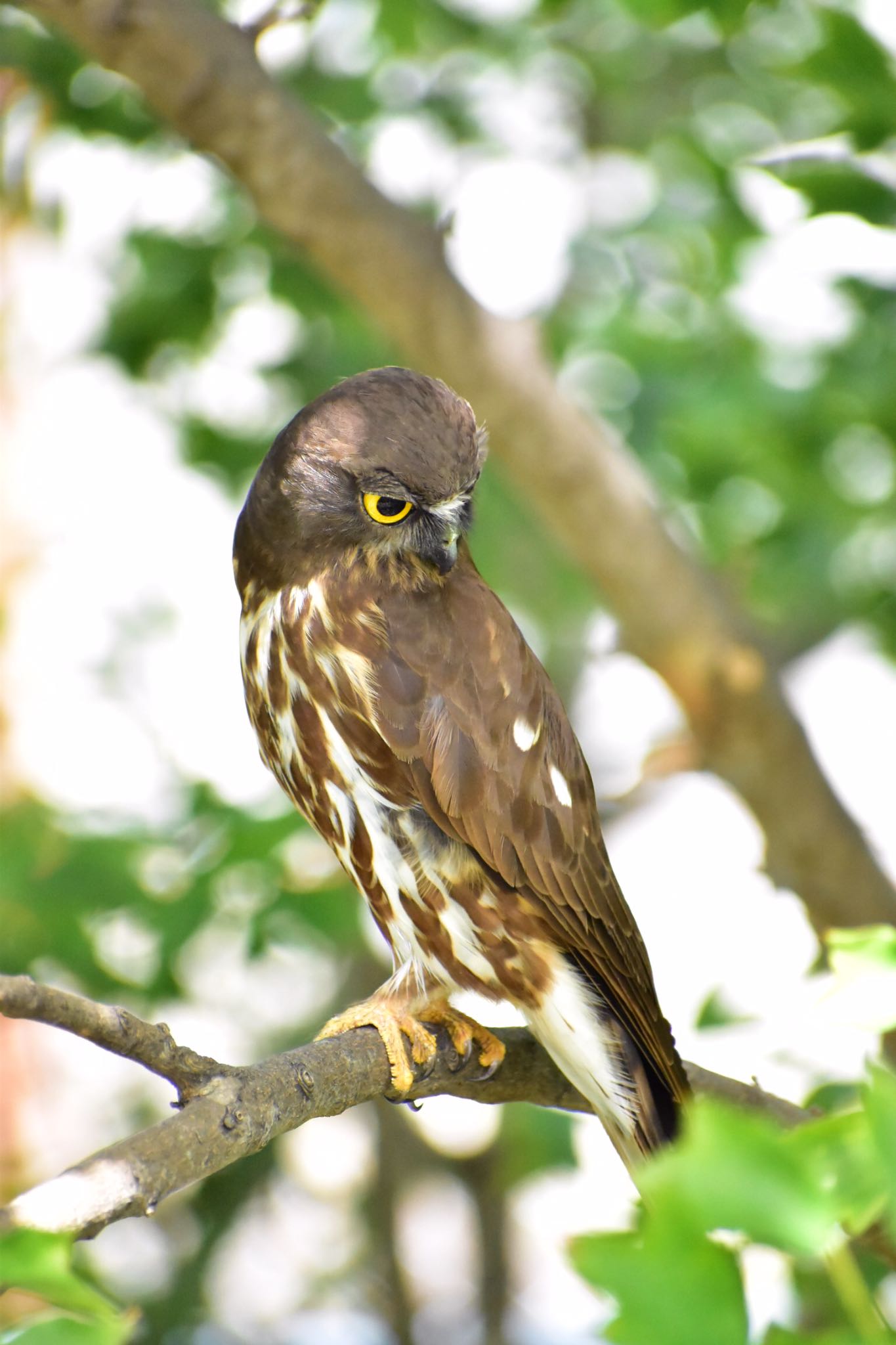  アオバズクの写真 by りょう