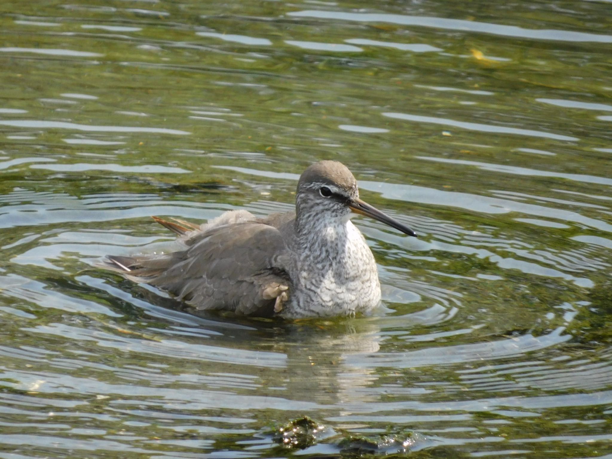 東京港野鳥公園 キアシシギの写真