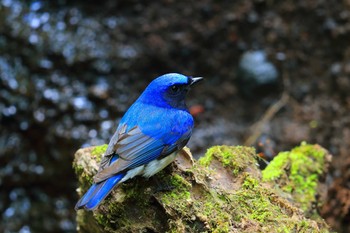 Blue-and-white Flycatcher Unknown Spots Unknown Date