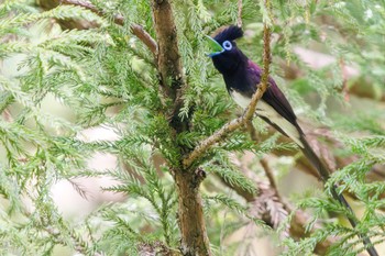 2023年5月27日(土) 八王子城跡の野鳥観察記録