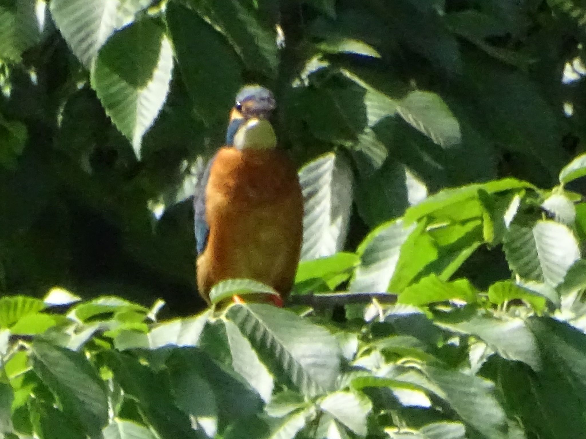 舞岡公園 カワセミの写真