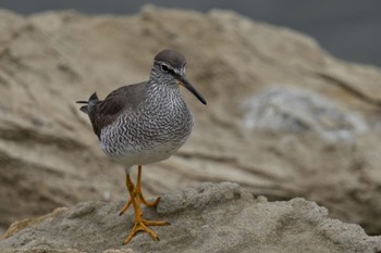 Grey-tailed Tattler Tokyo Port Wild Bird Park Sat, 5/13/2023