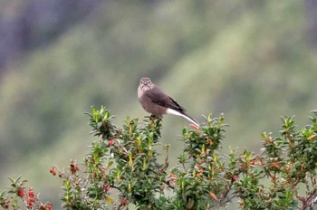 Chestnut-winged Cinclodes Mindo(Ecuador) 2023年5月23日(火)