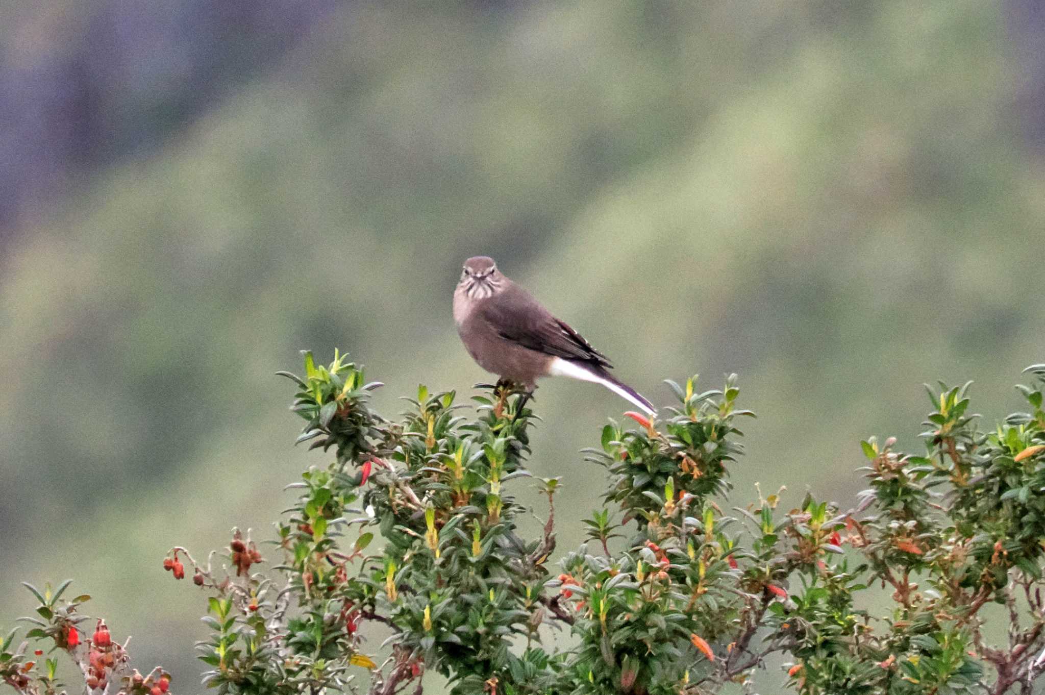 Mindo(Ecuador) Chestnut-winged Cinclodesの写真