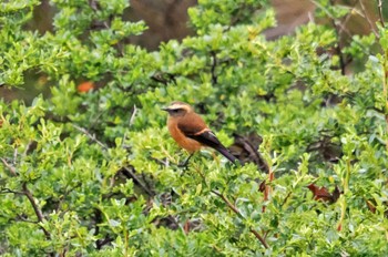 Brown-backed Chat-Tyrant