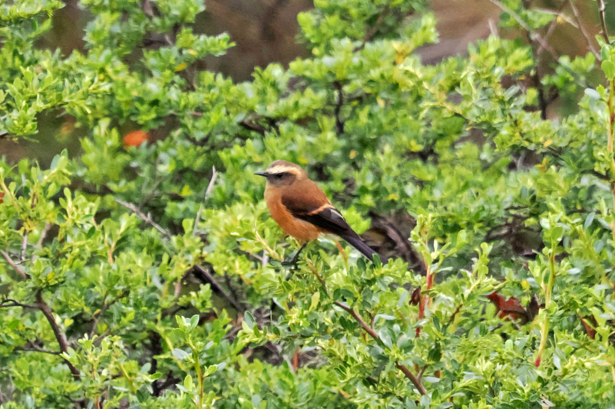 Mindo(Ecuador) チャイロヒタキタイランチョウの写真