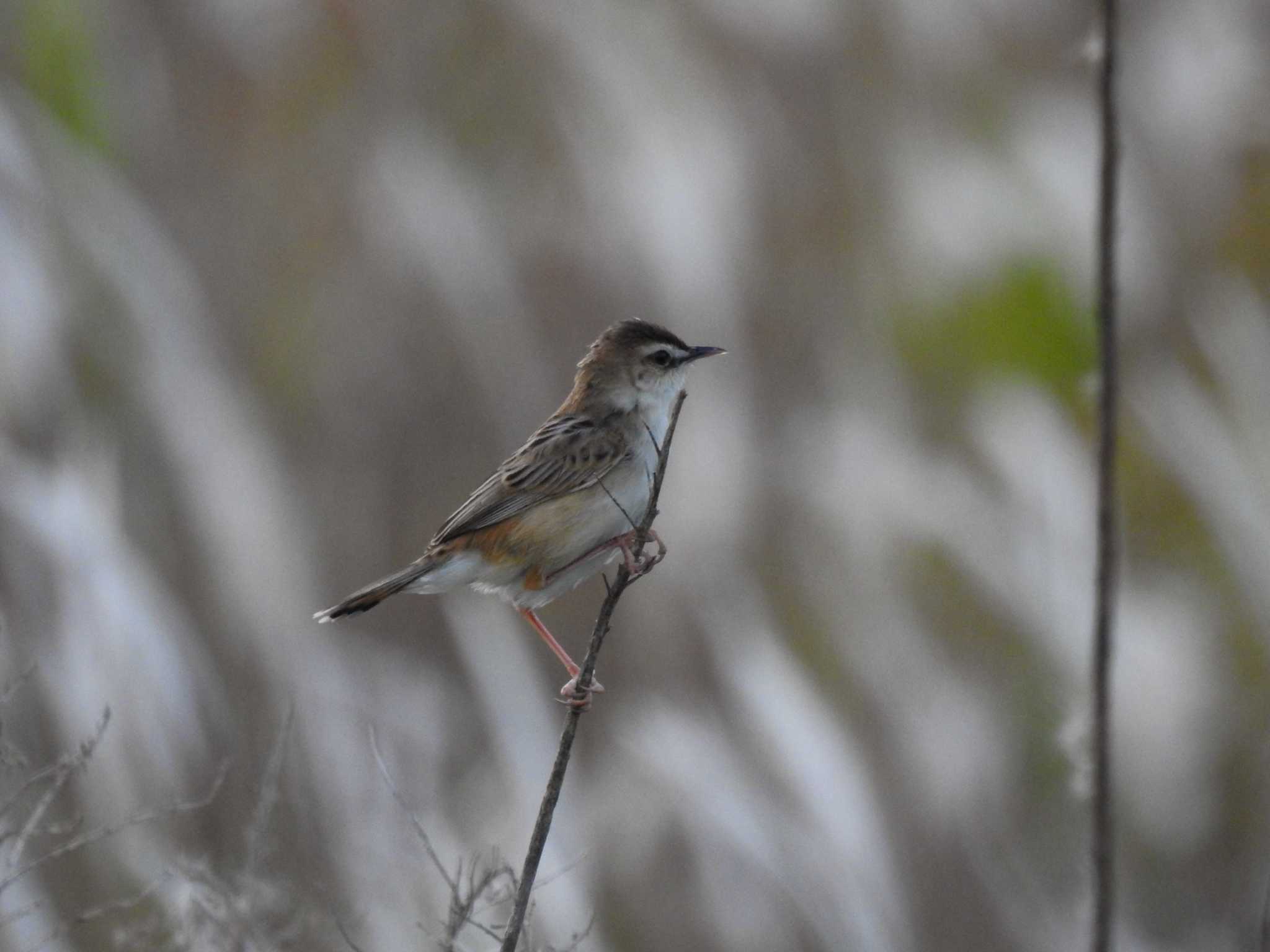 Zitting Cisticola