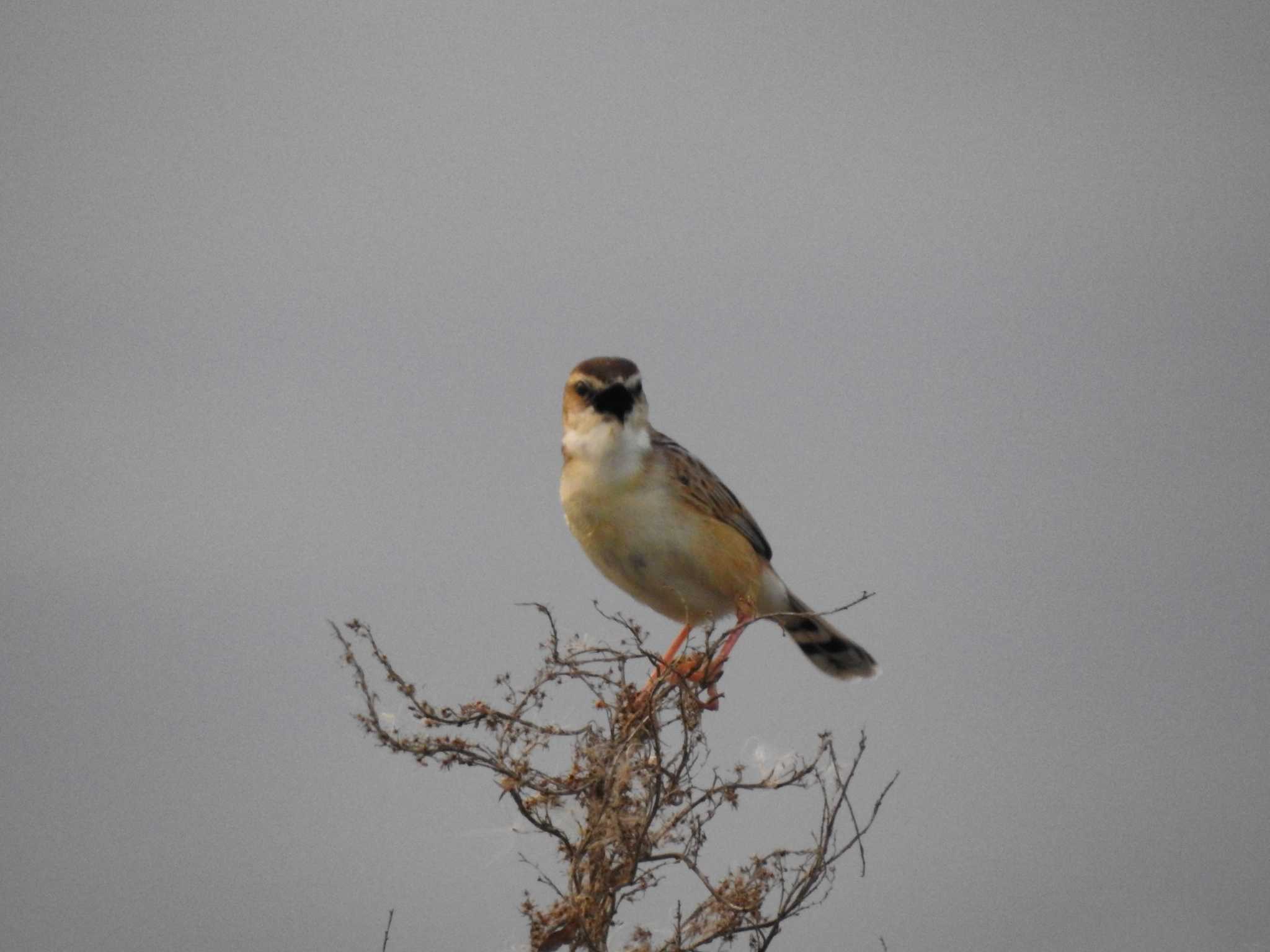 Zitting Cisticola