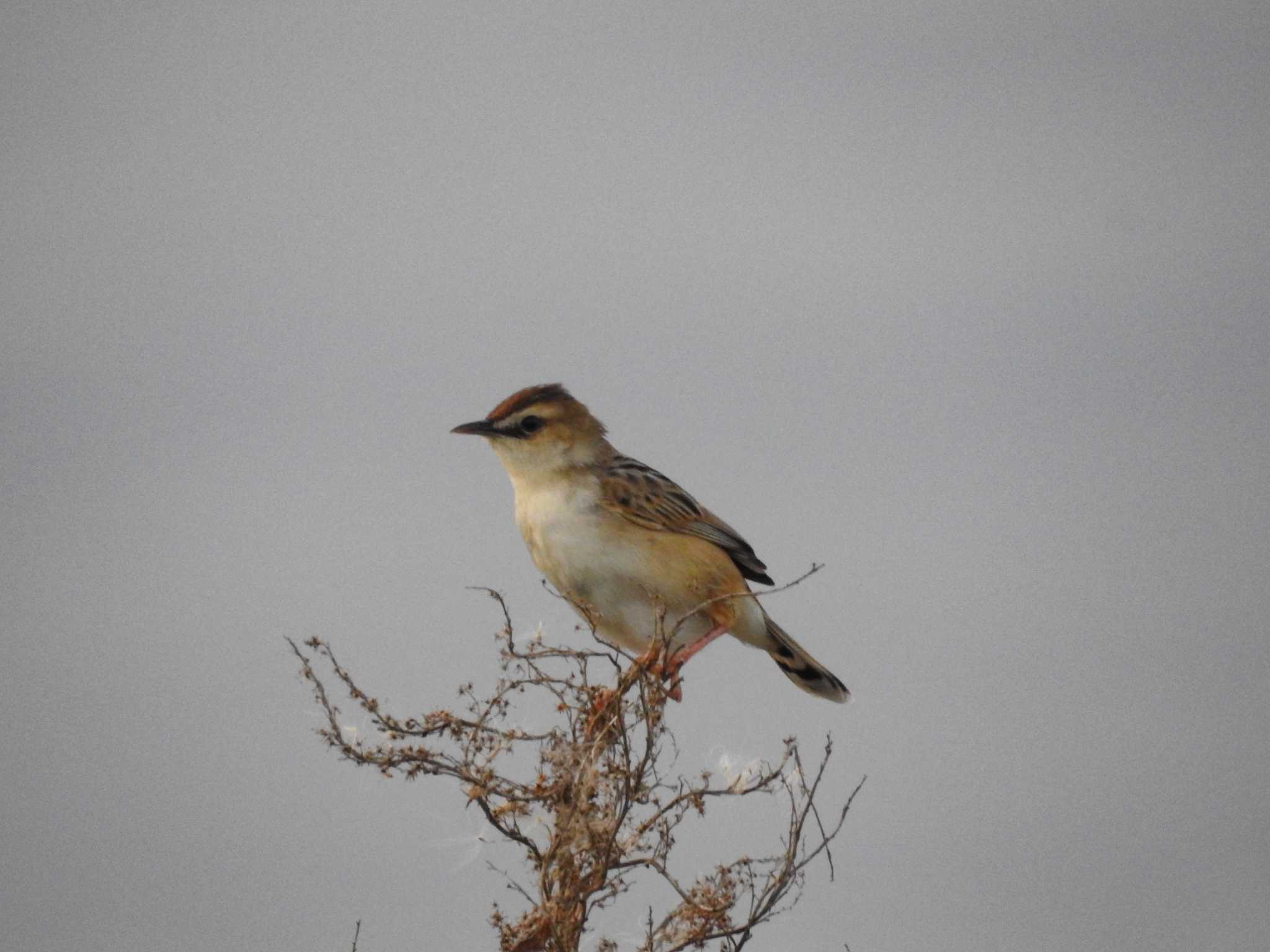 Zitting Cisticola