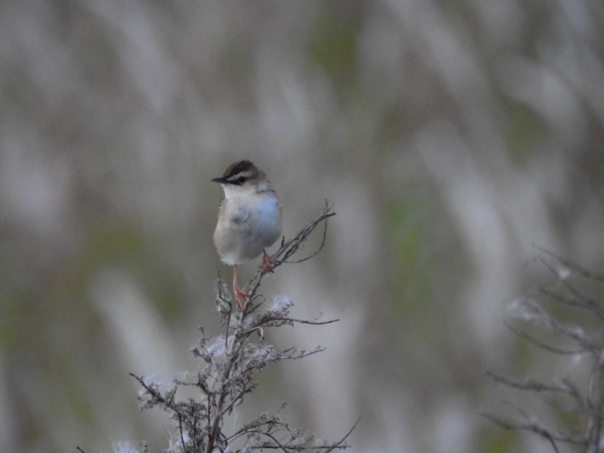 Zitting Cisticola