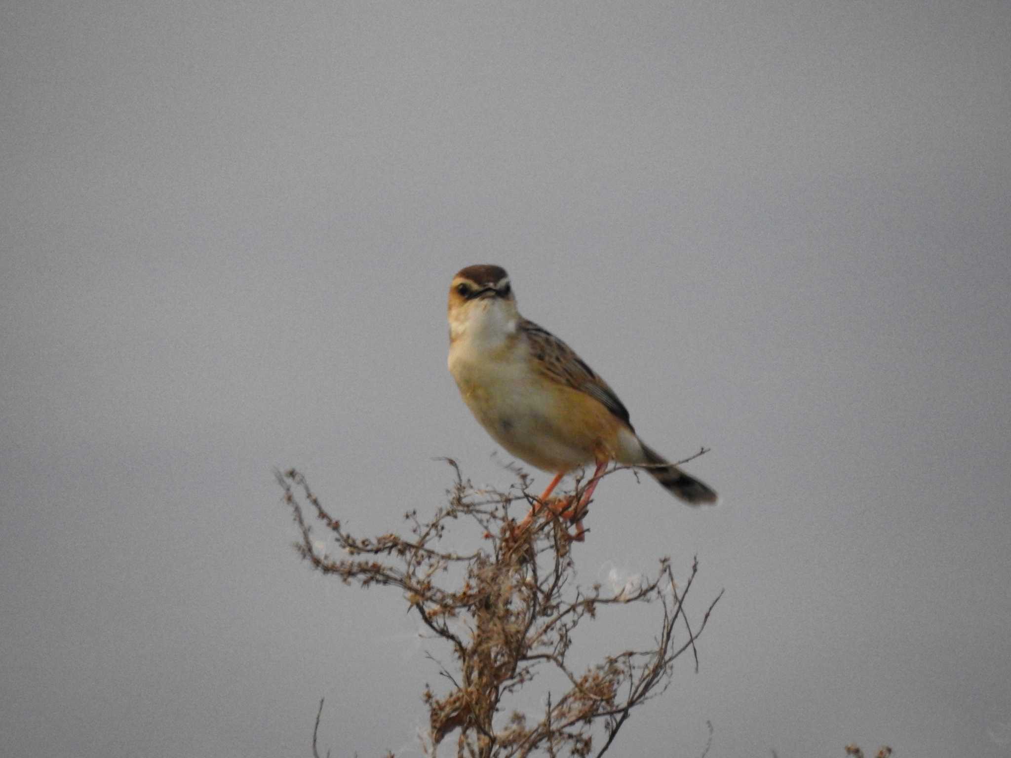 Zitting Cisticola