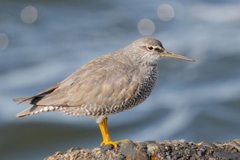 Wandering Tattler 日の出三番瀬沿い緑道 Sat, 5/27/2023