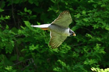 ハヤブサ 青葉山公園 2023年5月27日(土)