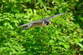 ハヤブサ 青葉山公園 2023年5月27日(土)