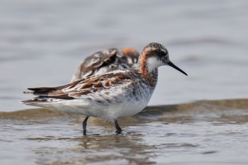 Red-necked Phalarope Sambanze Tideland Sat, 5/27/2023