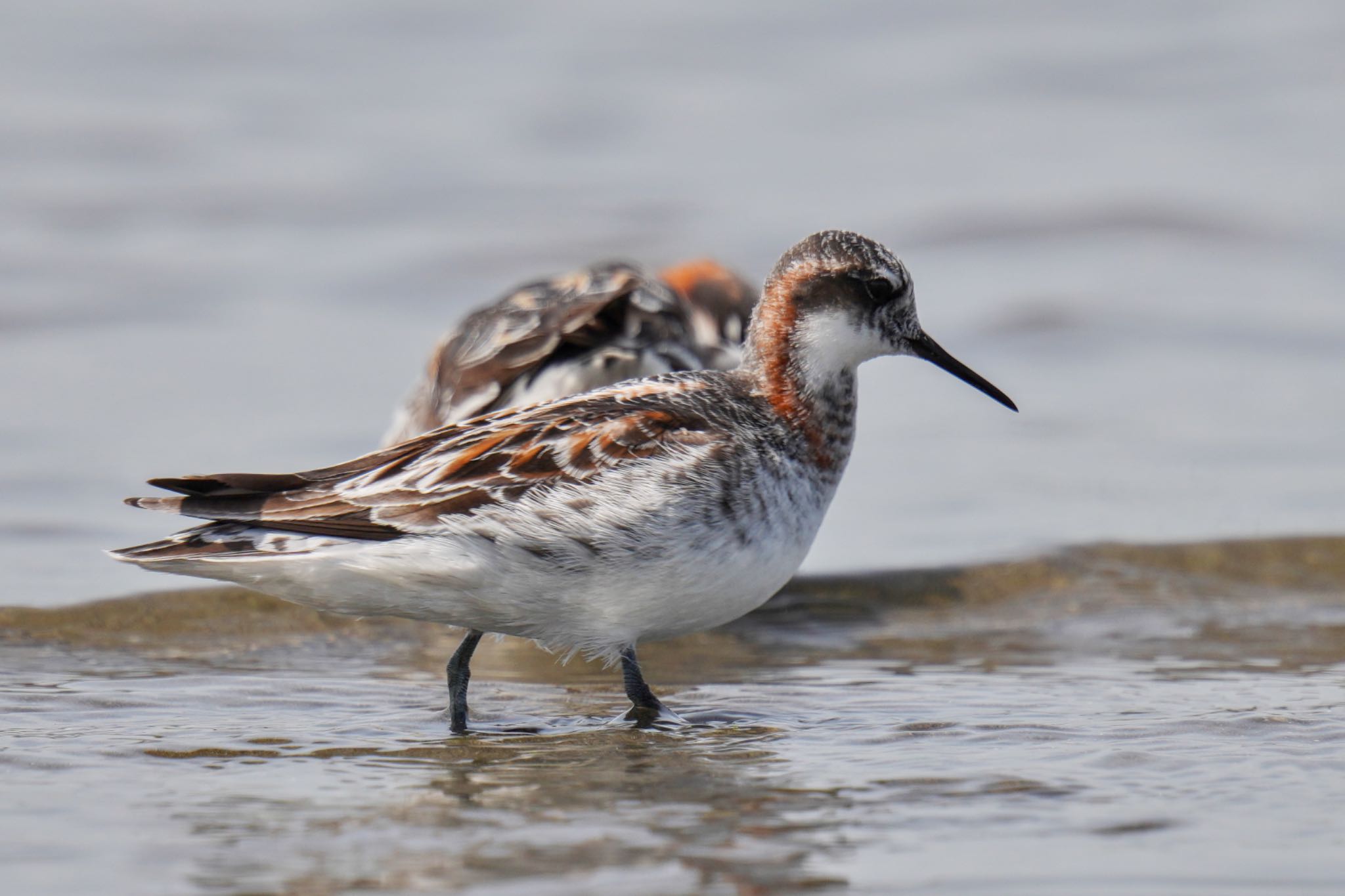 Photo of Red-necked Phalarope at Sambanze Tideland by アポちん