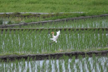 アマサギ 場所が不明 2018年6月18日(月)