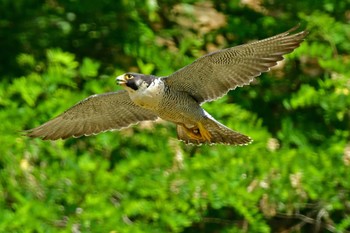 ハヤブサ 青葉山公園 2023年5月27日(土)