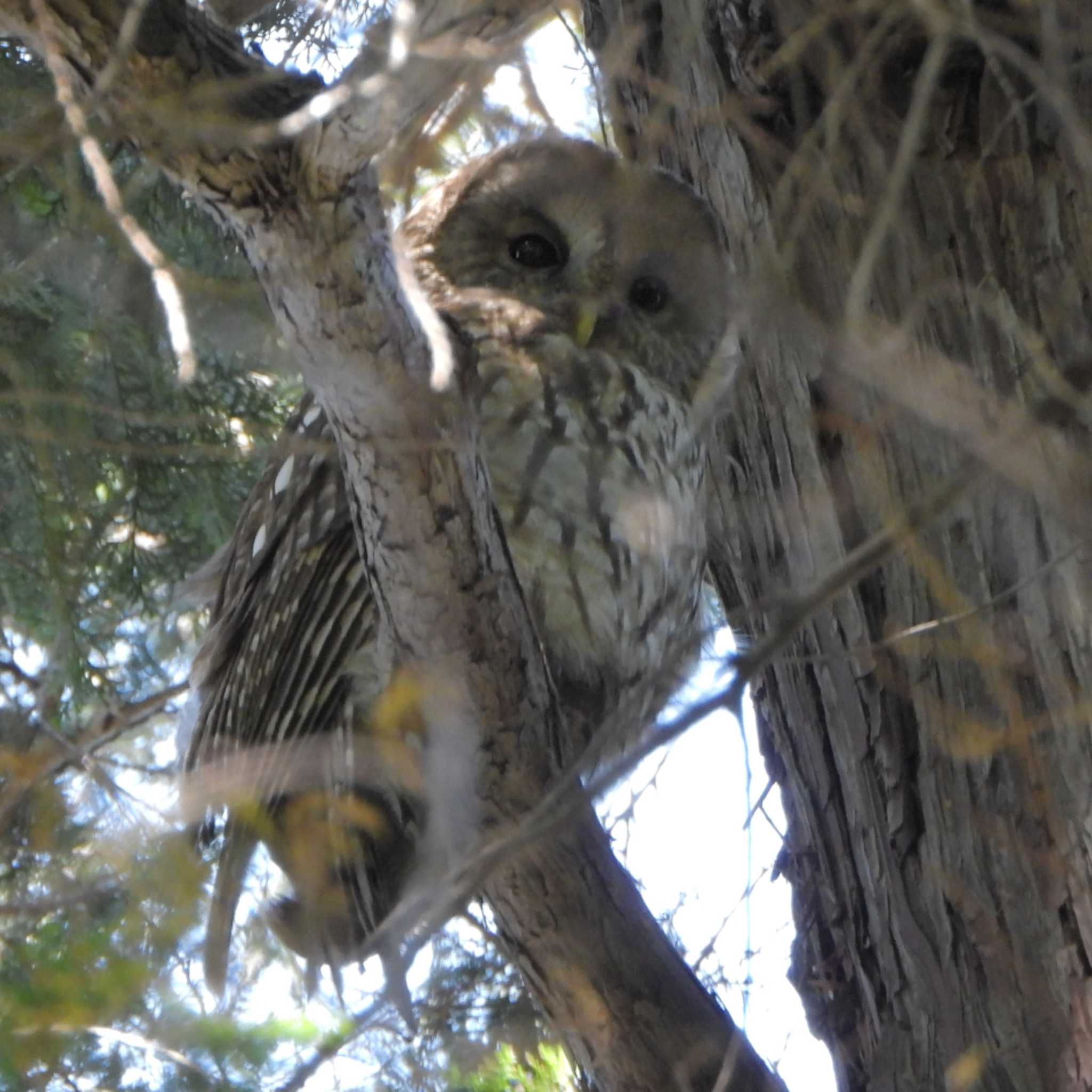 井の頭自然文化園 フクロウの写真