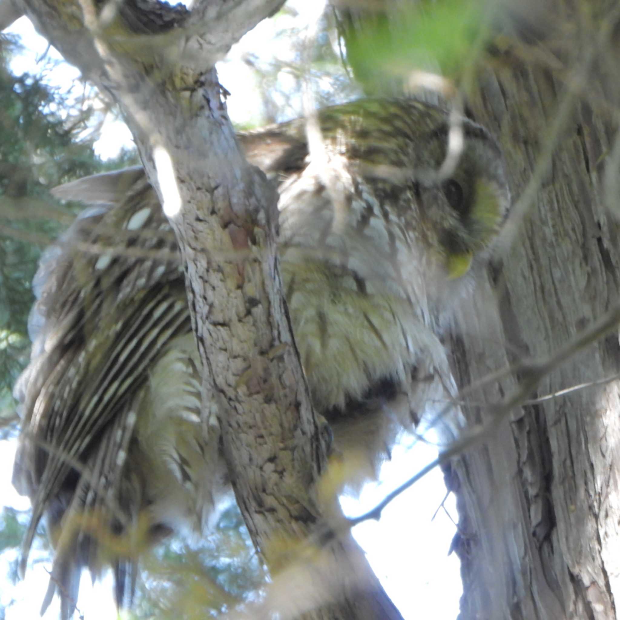 井の頭自然文化園 フクロウの写真