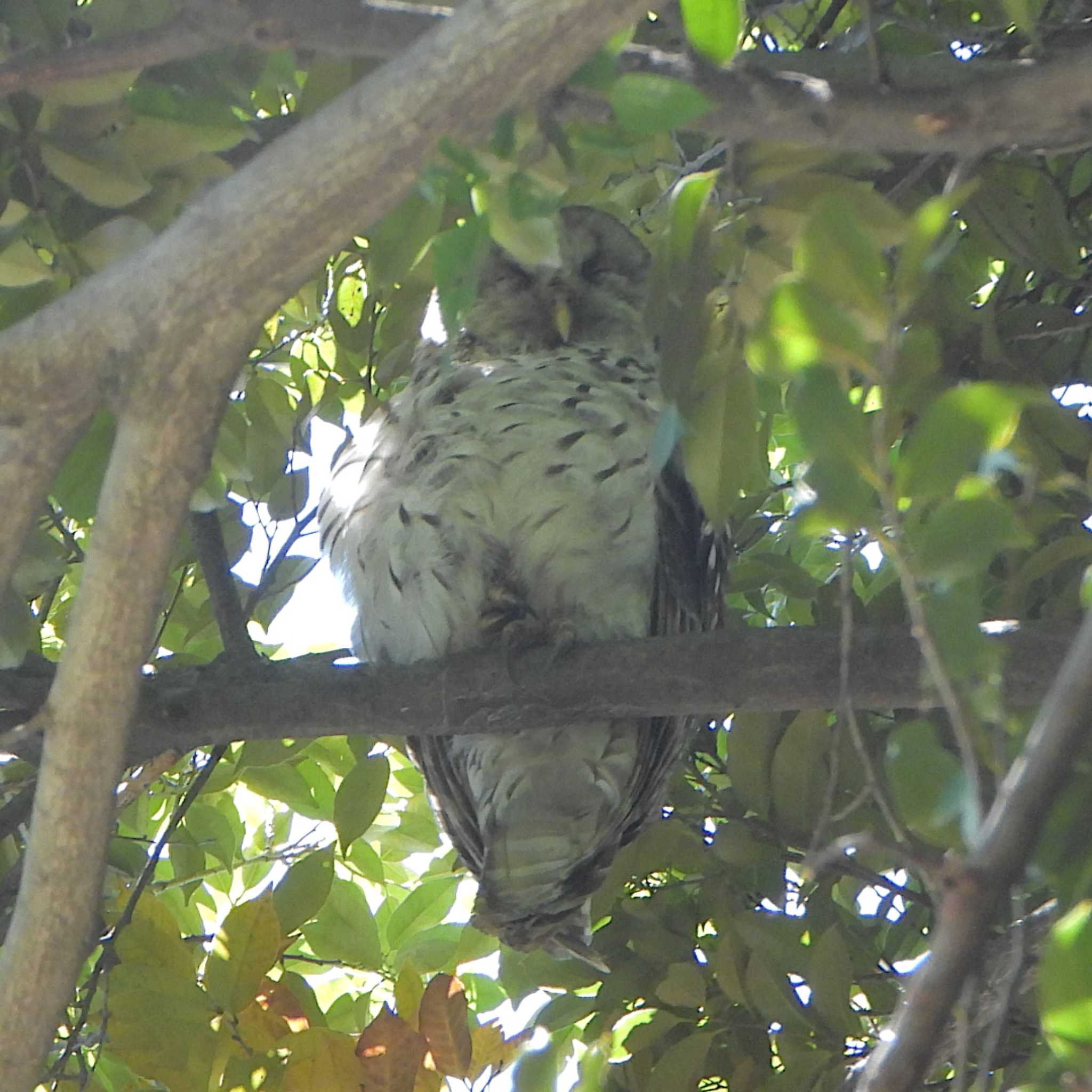 井の頭自然文化園 フクロウの写真