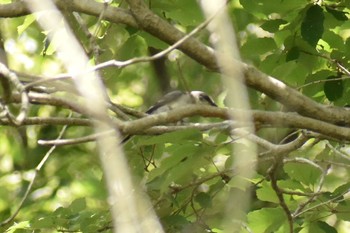 サンショウクイ 場所が不明 2018年6月30日(土)