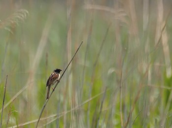 Ochre-rumped Bunting Tonegawa Kojurin Park Mon, 5/22/2023