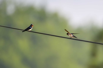 Barn Swallow キョロロの森 Sat, 5/27/2023