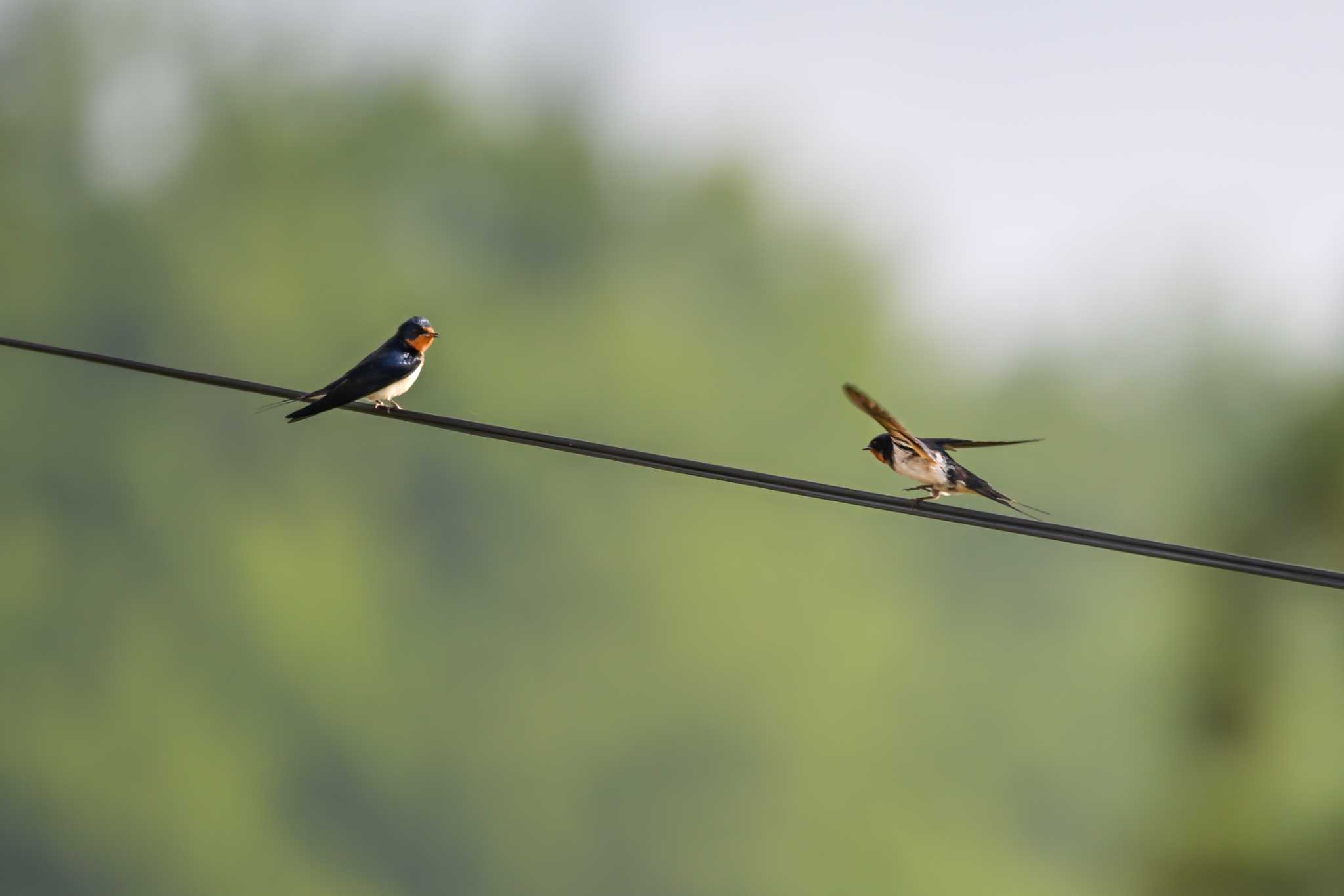 Photo of Barn Swallow at キョロロの森 by Yokai