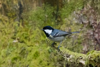 2023年5月27日(土) 高鉢の野鳥観察記録