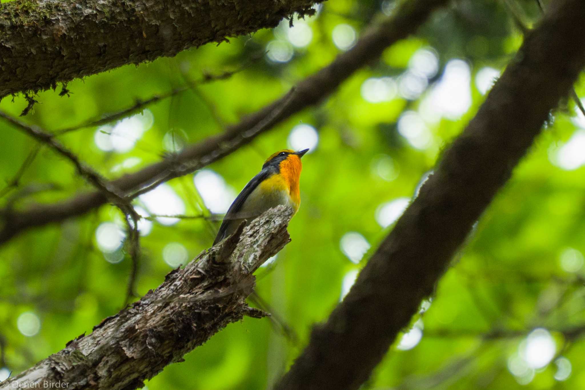 西臼塚 キビタキの写真 by 田園Birder