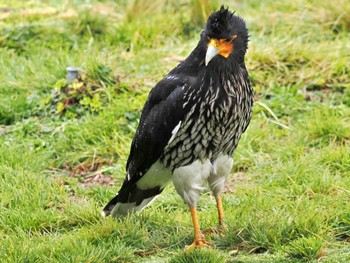 Carunculated Caracara