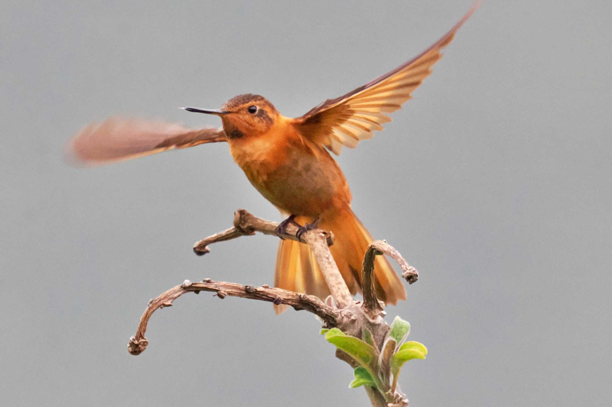 Mindo(Ecuador) ニジハチドリの写真