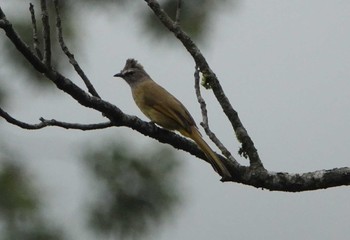 カオジロヒヨドリ Phia Oac National Park 2023年5月4日(木)