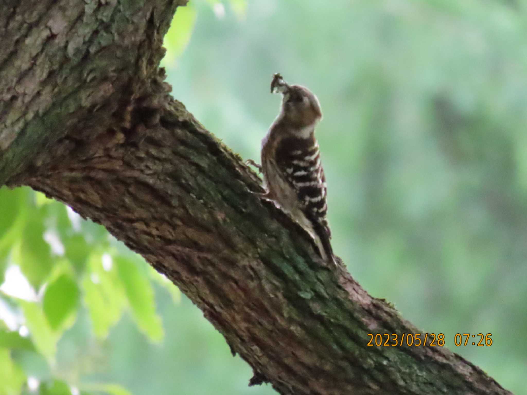 日比谷公園 コゲラの写真