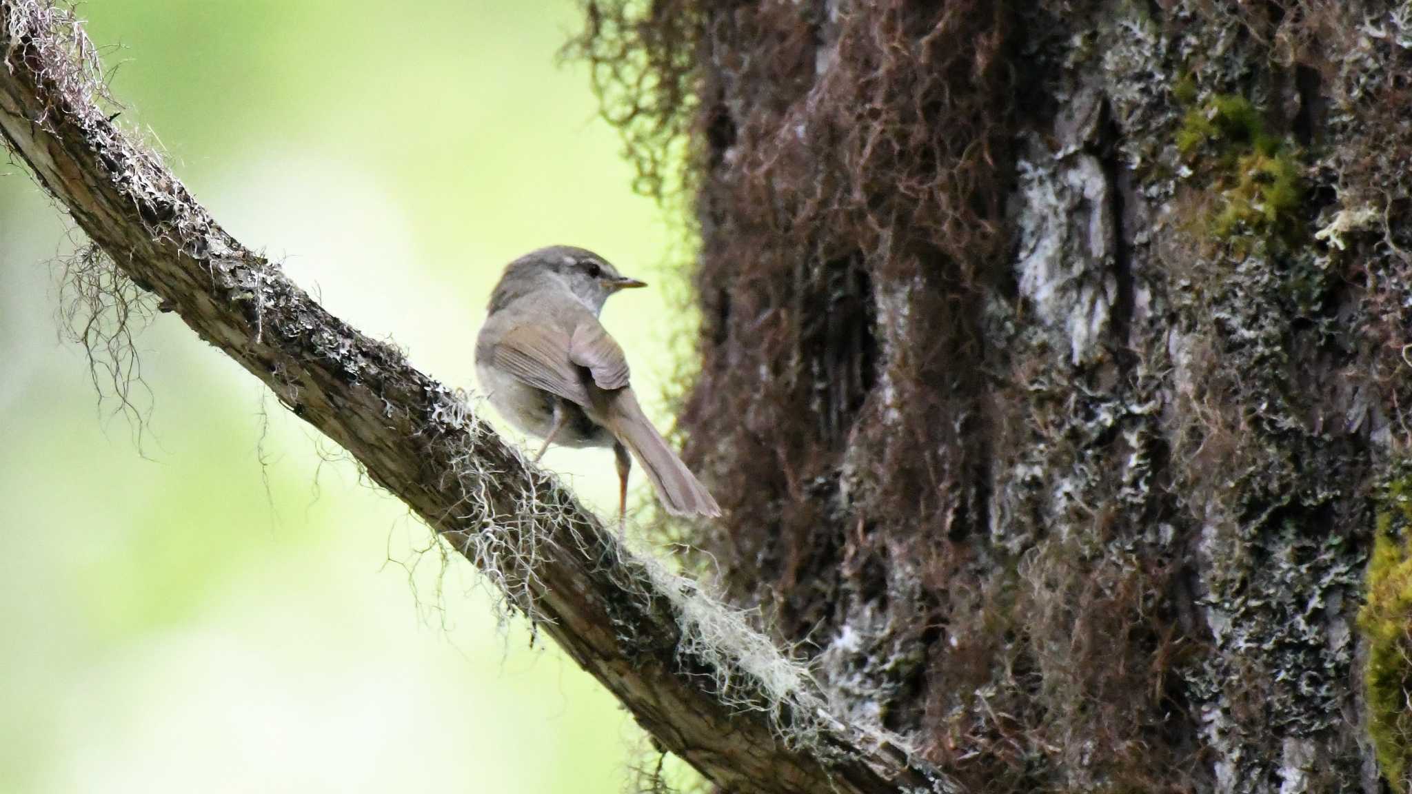 霧ヶ峰高原&御泉水小鳥の森 ウグイスの写真