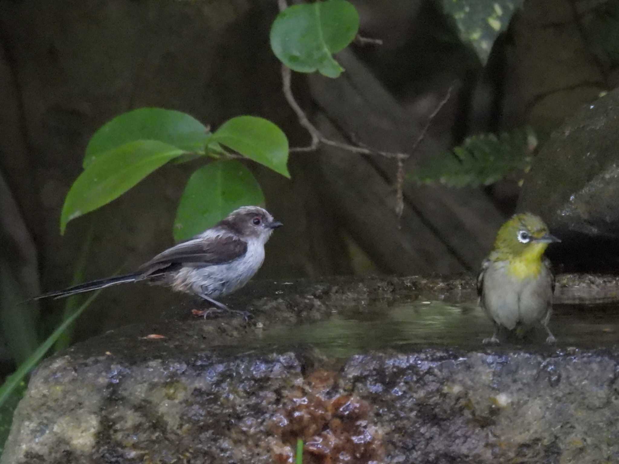 京都御苑 エナガの写真