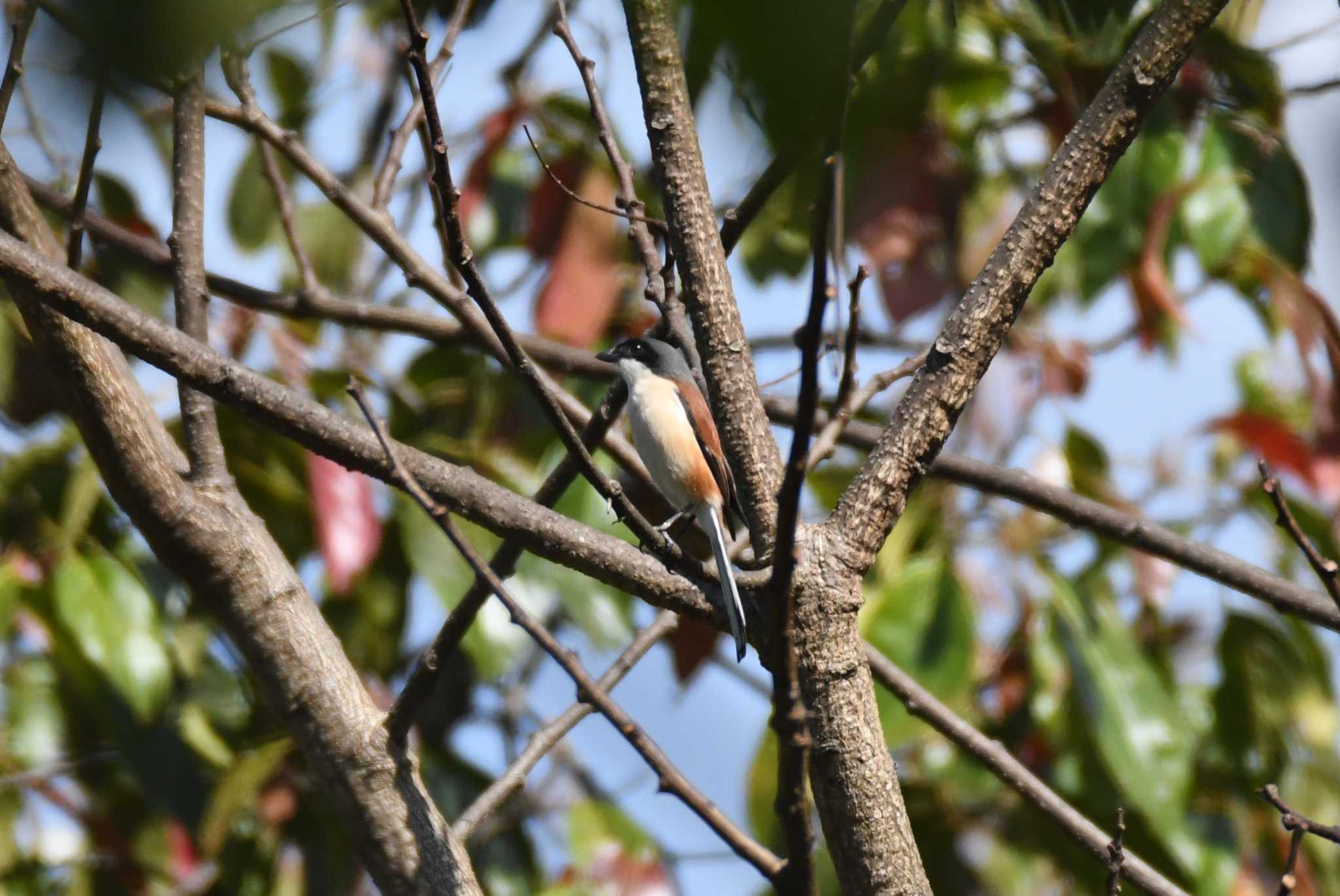 Burmese Shrike