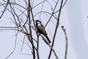 Japanese Tit おかざき自然体験の森 Sat, 5/27/2023