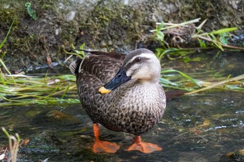 カルガモ 水無瀬川緑道(愛知県 豊田市) 2023年5月27日(土)